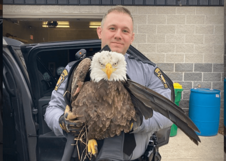 bald eagle